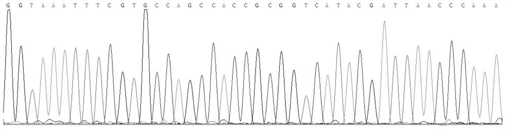 Kit and method for identifying myospalax fontanieri (E.fontanieri)