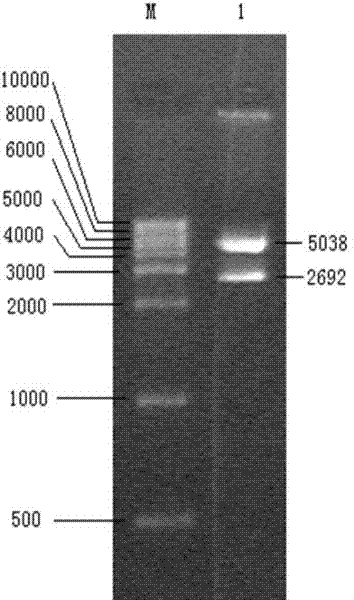 Preparation method of a recombinant nuclear polyhedrosis virus capable of infecting tea geometrids