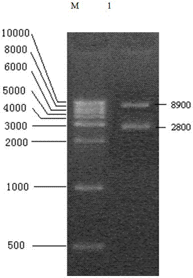 Preparation method of a recombinant nuclear polyhedrosis virus capable of infecting tea geometrids