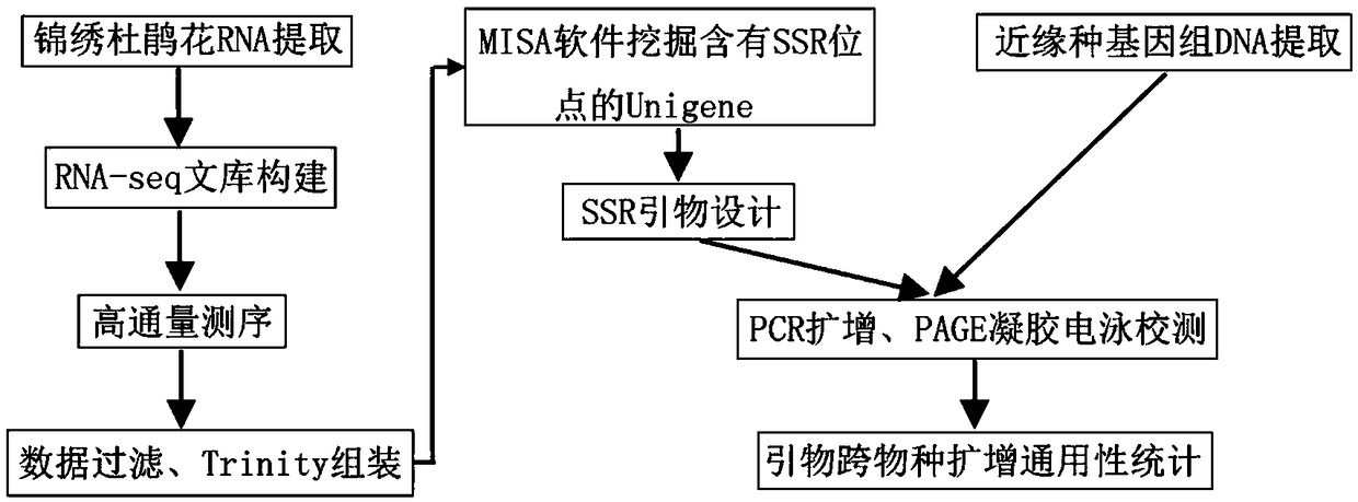 EST-SSR marker development and application of rhododendron pulchrum sweet
