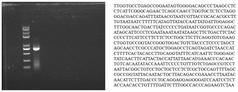 A method for establishing a satellite cell line of flounder embryonic muscle