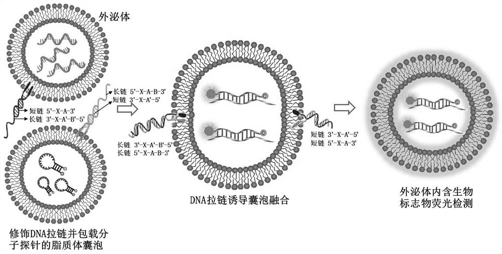 DNA zipper molecule modified lipidosome vesicle and preparation method and application thereof