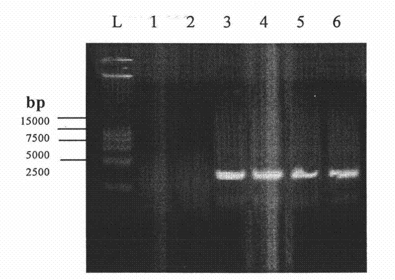 Recombinant adenovirus expressing Asian type 1 foot-and-mouth disease virus vlp and its application