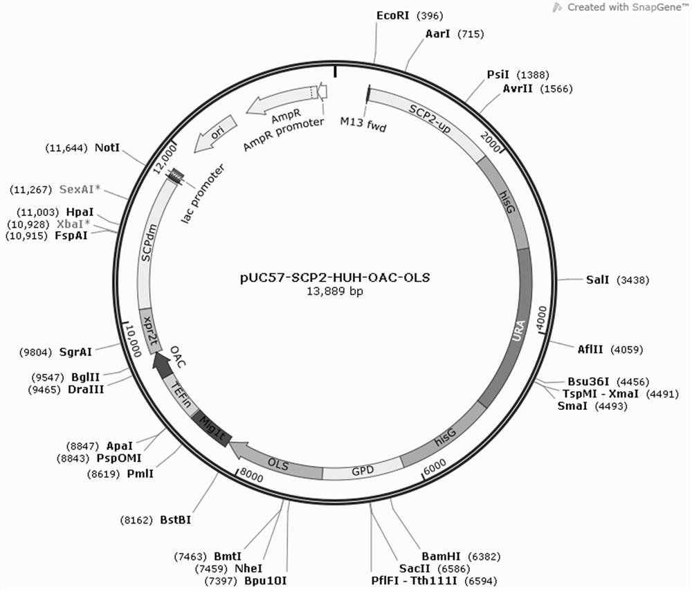 Recombinant yarrowia lipolytica as well as construction method and application thereof