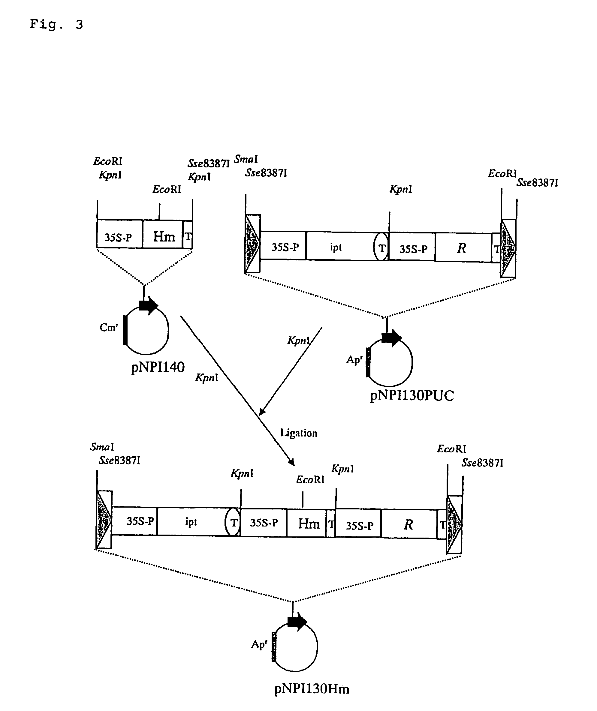 GLP-1 derivative