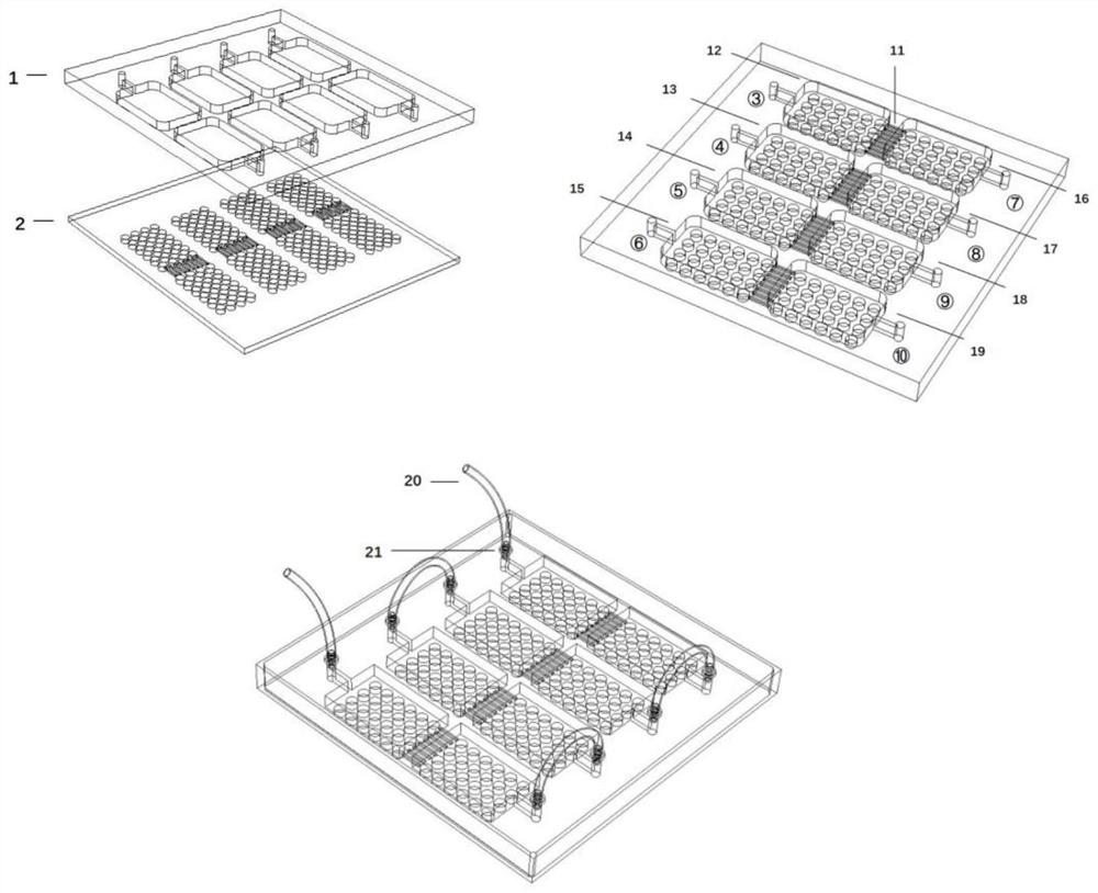 Method for co-culturing pluripotent stem cell-derived human liver and pancreas islet based on multiple organ chips