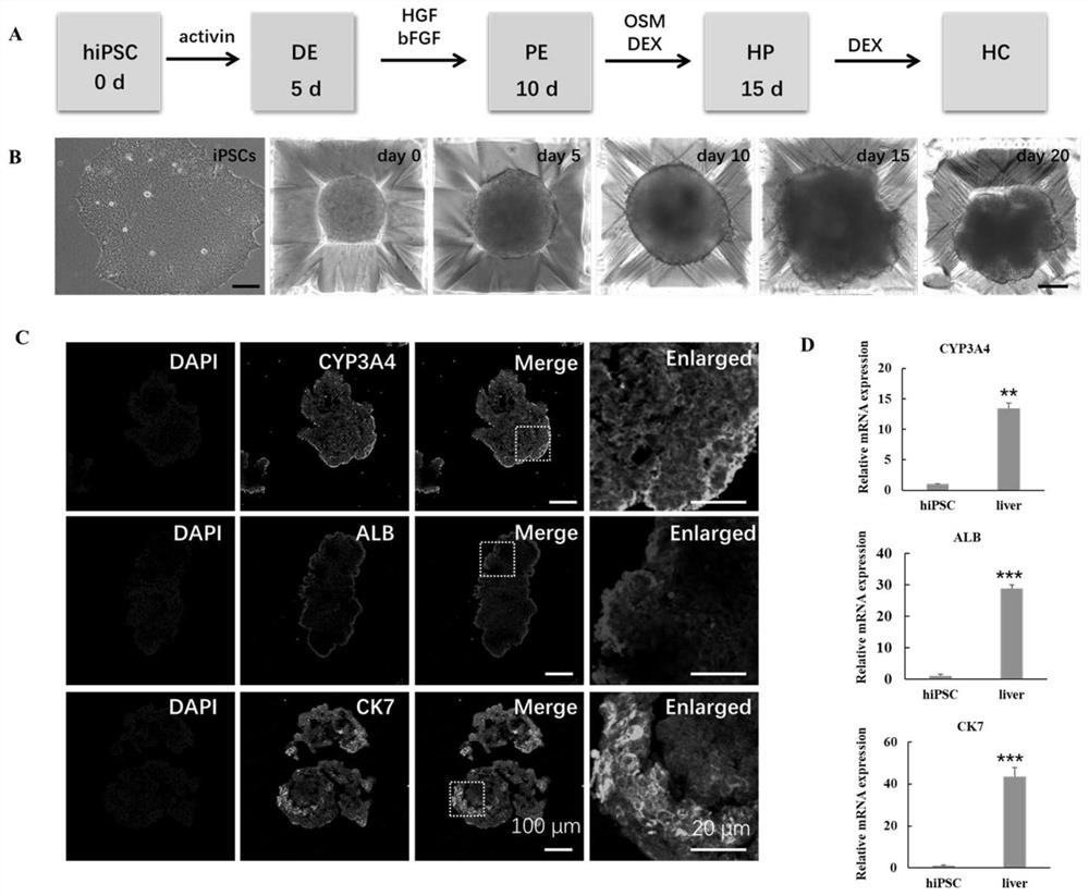 Method for co-culturing pluripotent stem cell-derived human liver and pancreas islet based on multiple organ chips