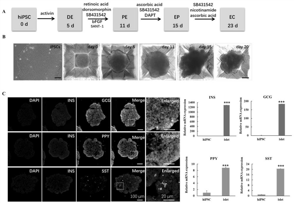 Method for co-culturing pluripotent stem cell-derived human liver and pancreas islet based on multiple organ chips