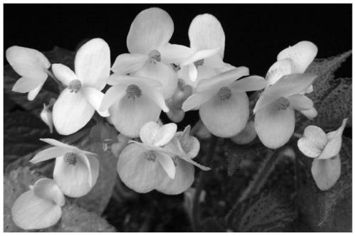 Breeding and Cultivation Methods of 'Three-Fisted' Begonias