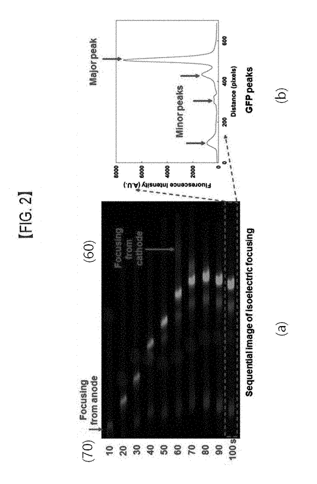 Nonvolatile protein memory system with optical write/erase and electrical readout capability