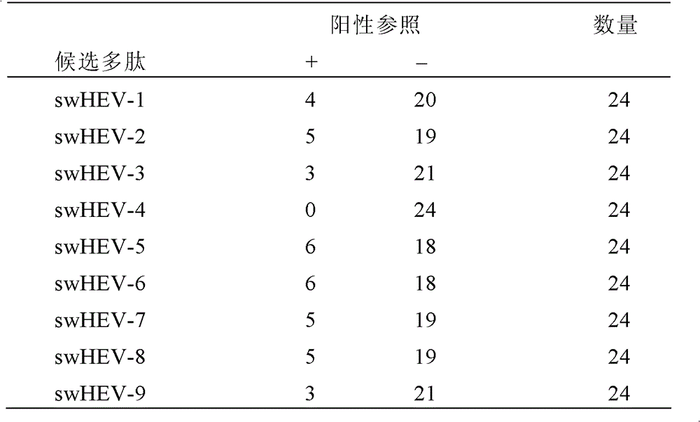 Swine hepatitis E virus antigen epitope and application thereof