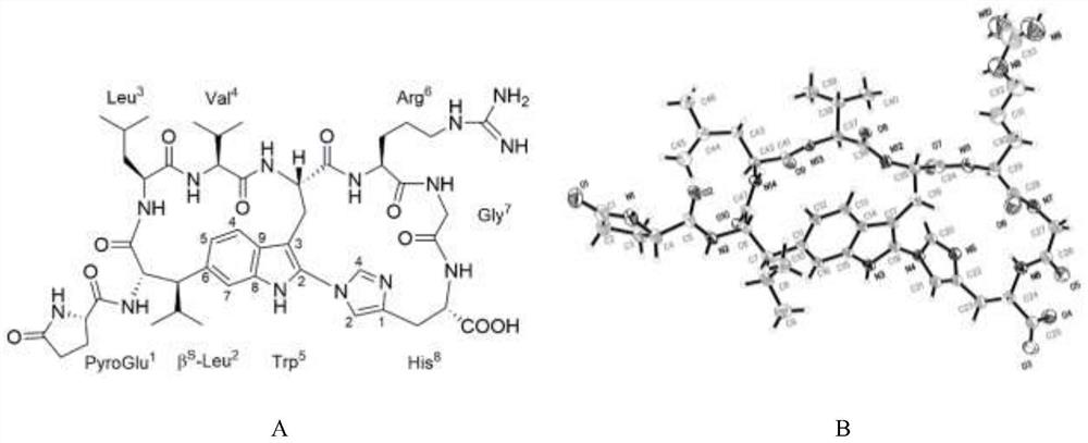 Preparation method of nettle cyclopeptide in cockscomb seeds and application of nettle cyclopeptide in antitumor drugs