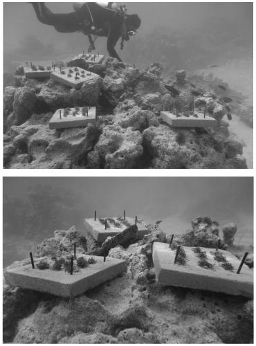 Degraded coral reef bioremediation method based on macrocalcified algae