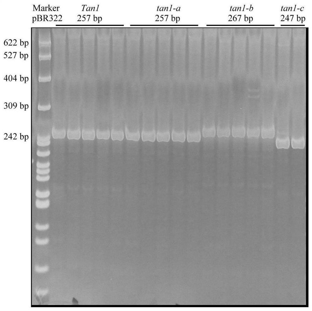 Primers for identifying molecular markers of sorghum tannin Tan1 allelic variant genes as well as identification method and an application of primers
