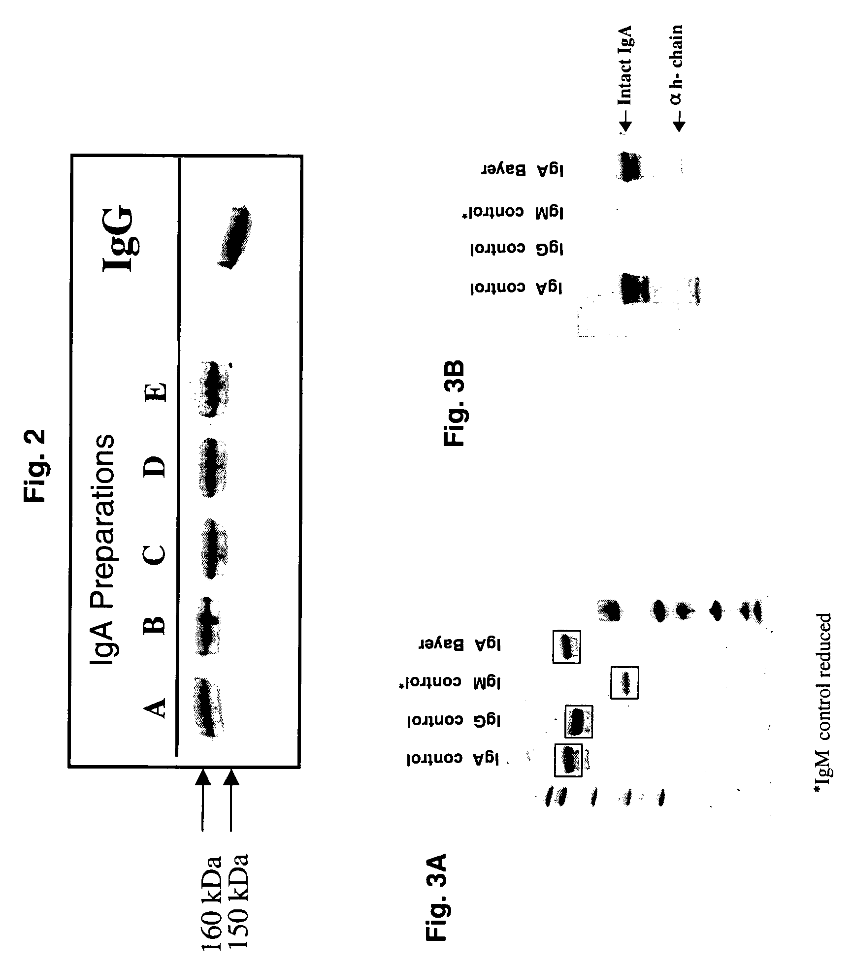 Methods and compositions for treating herpes infections