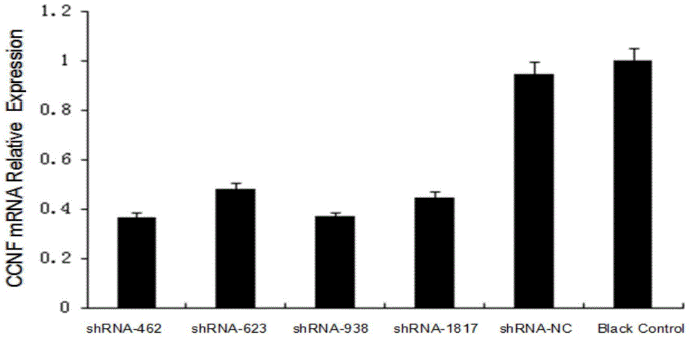 ShRNA molecular sequence for suppressing expression of chicken cyclin F genes and application thereof