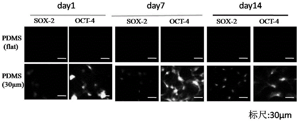 Method utilizing surface microstructure to activate neural astrocyte