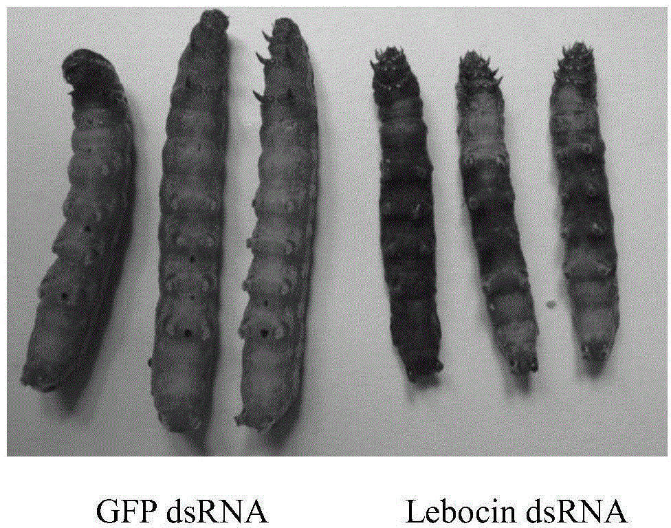 Application of lepidoptera antibiotic peptide Lebocin to pest control