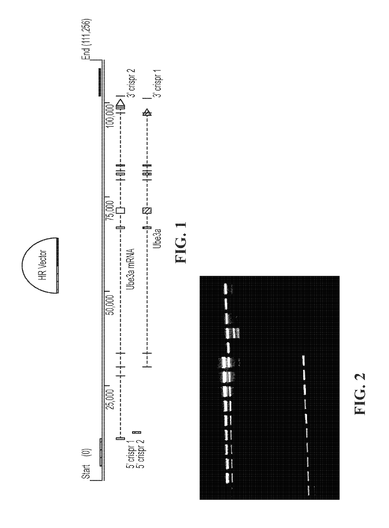 Animal model of angelman syndrome