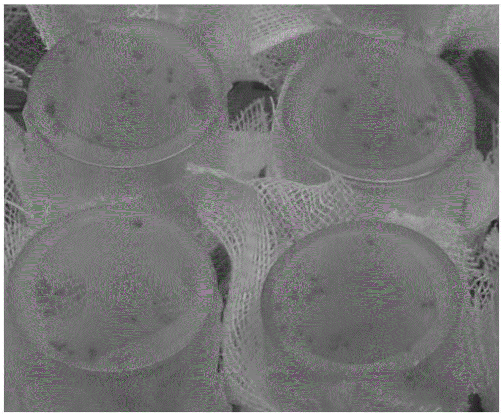 Chemically-defined diet and artificial mass rearing method for wheat aphids