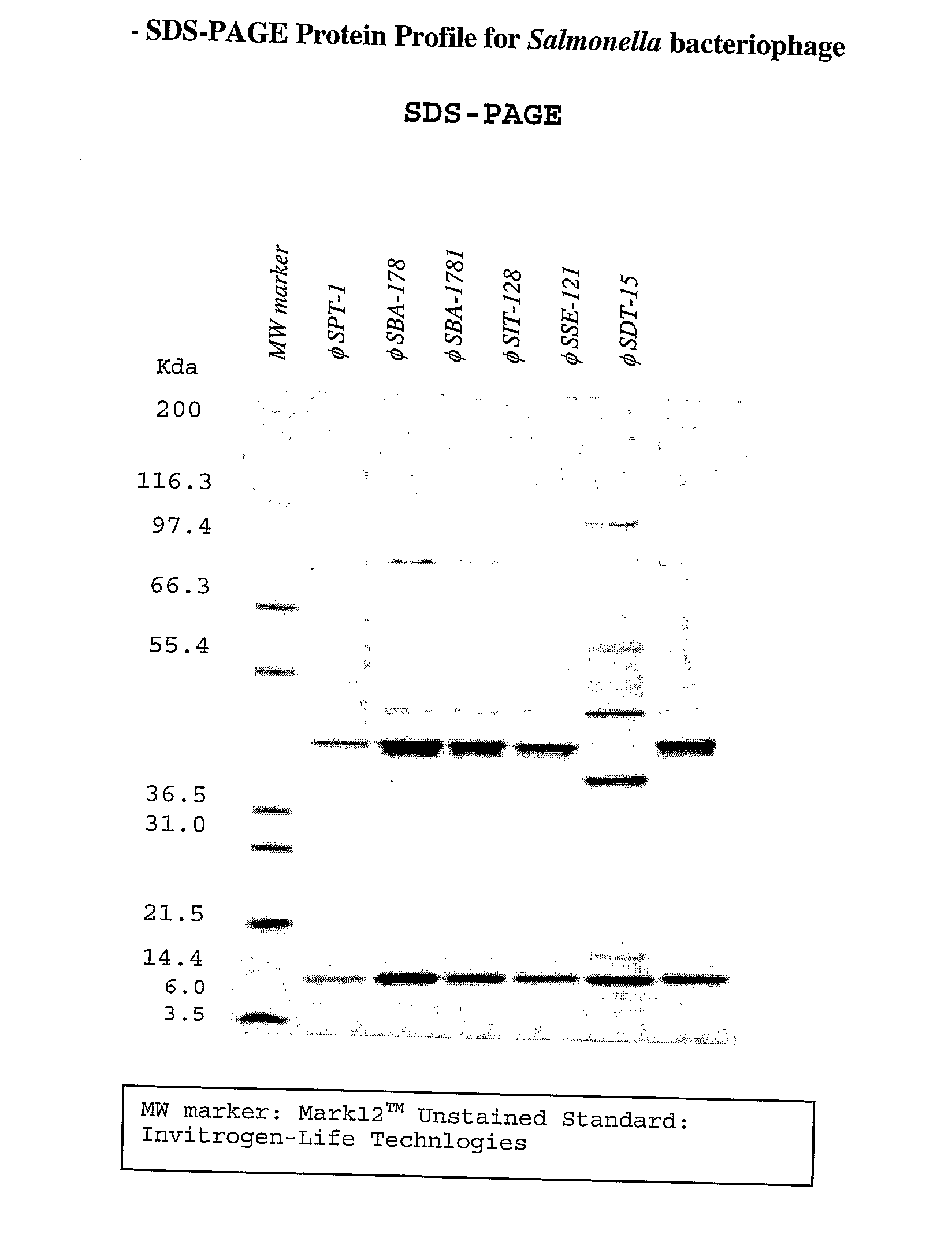 Novel Salmonella Bacteriophage and Uses Thereof