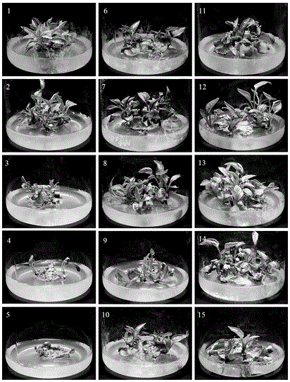 Echinacea adventitious bud regeneration culture method