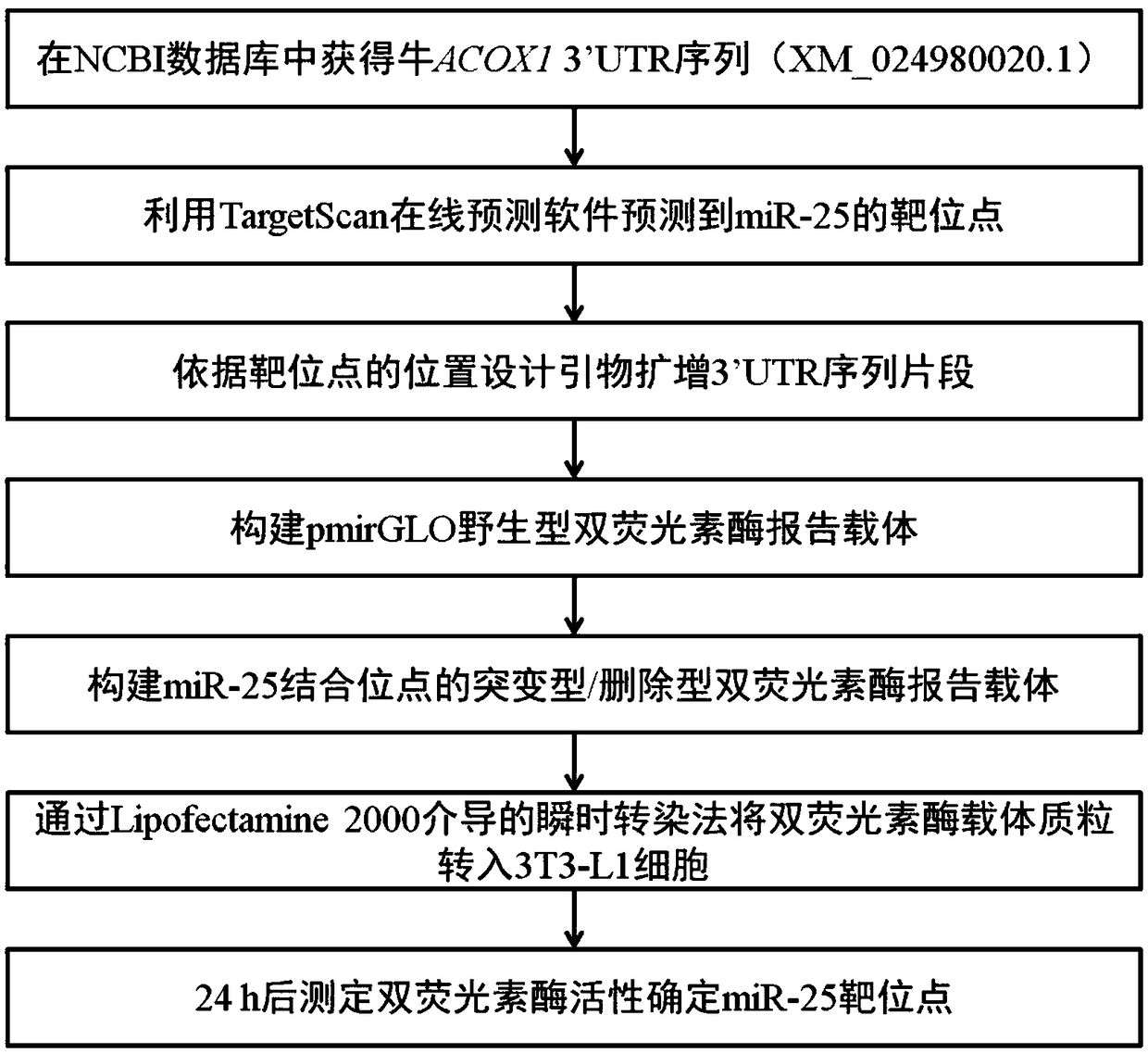 Target gene binding sequence of miR-25, recombinant vector, transformant and application thereof