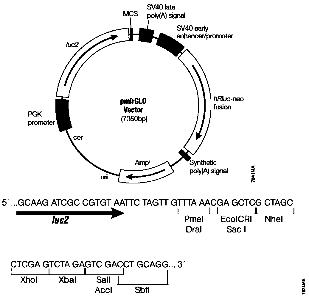 Target gene binding sequence of miR-25, recombinant vector, transformant and application thereof