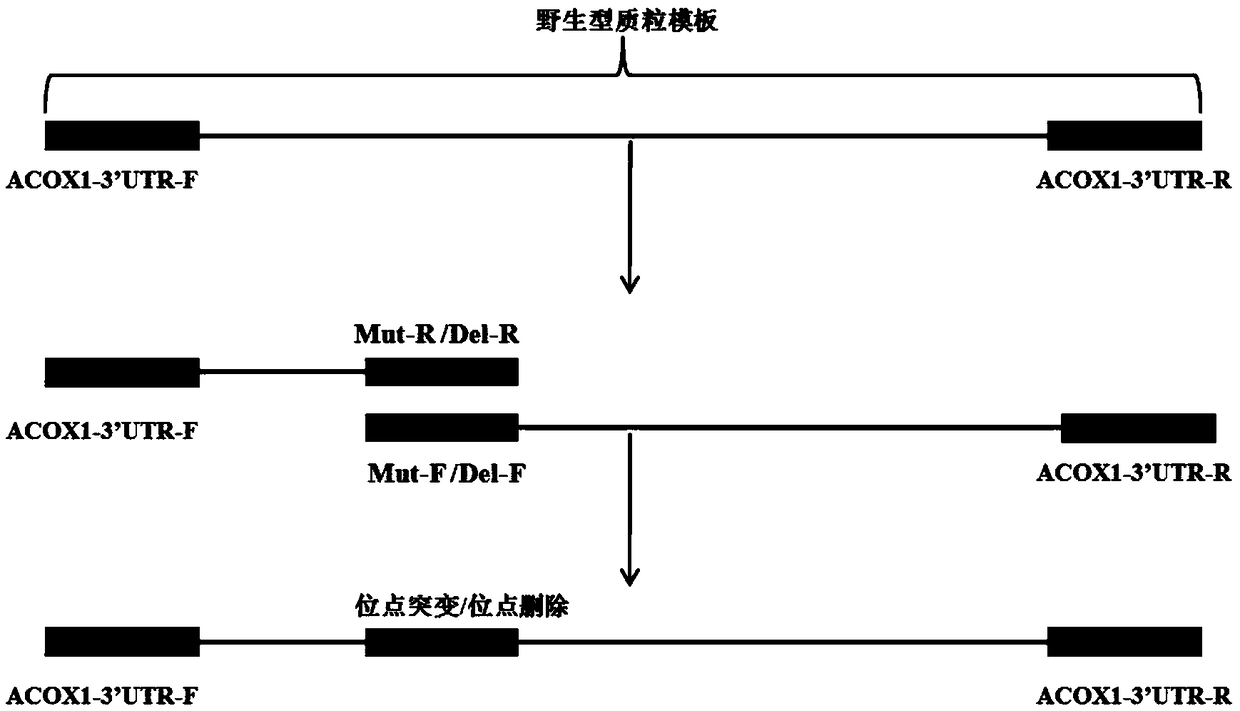 Target gene binding sequence of miR-25, recombinant vector, transformant and application thereof