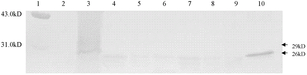 Synthetic pokeweed antiviral protein (PAP) antigen and antibody, and preparation method and application thereof