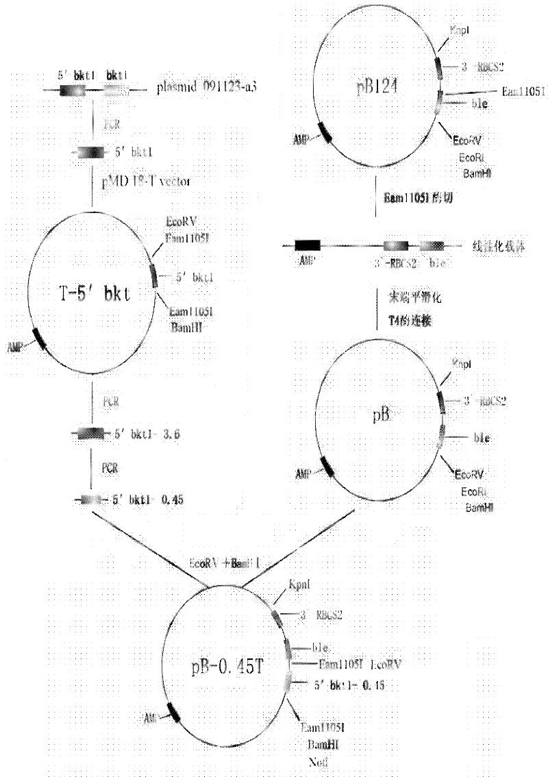 Preparation method of T vector capable of cloning microalgae promoter and application thereof