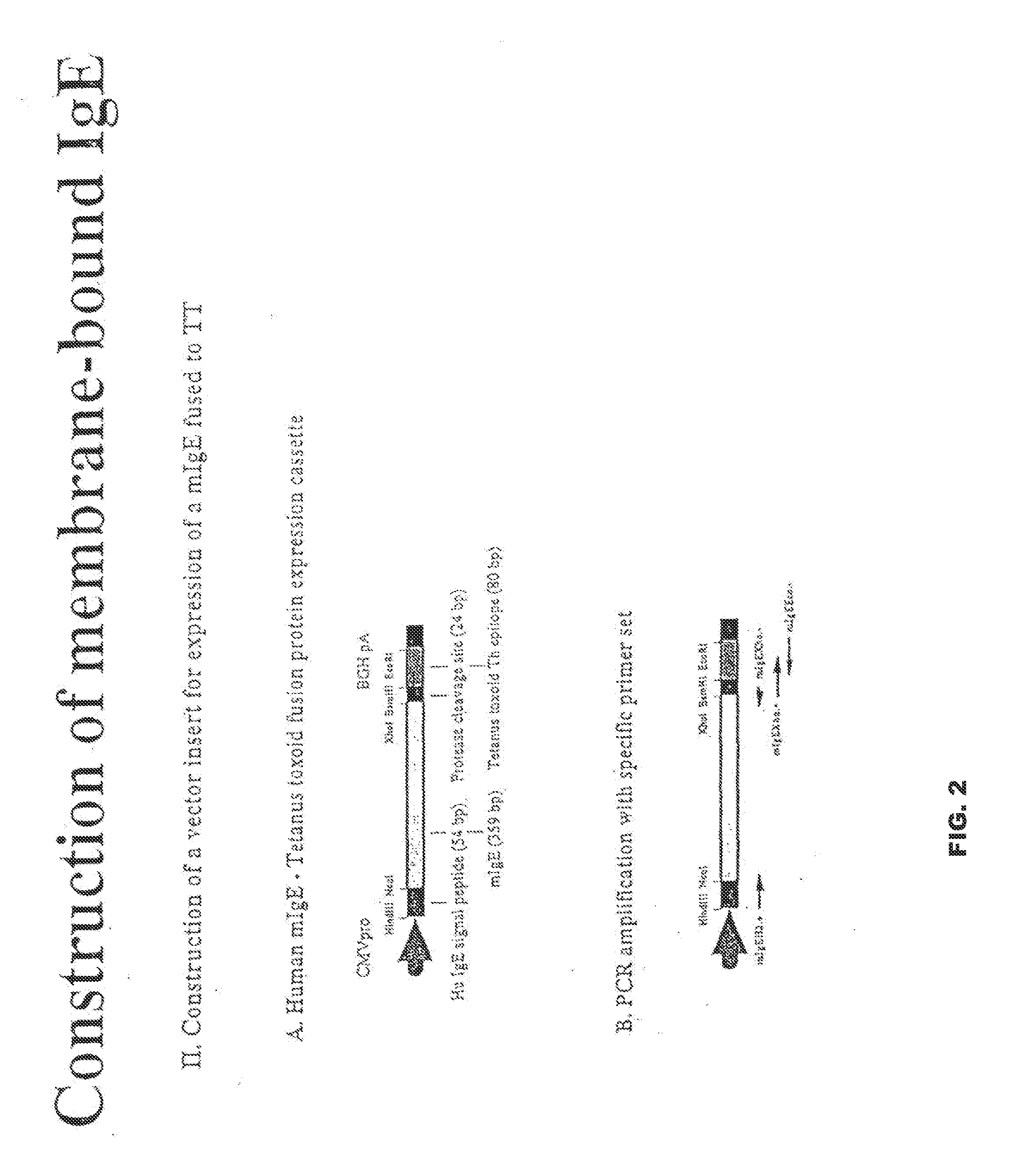 Vaccines for suppressing ige-mediated allergic disease and methods for using the same