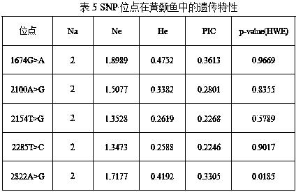 A kind of SNP site related to the growth characteristics of yellow catfish and its detection and application