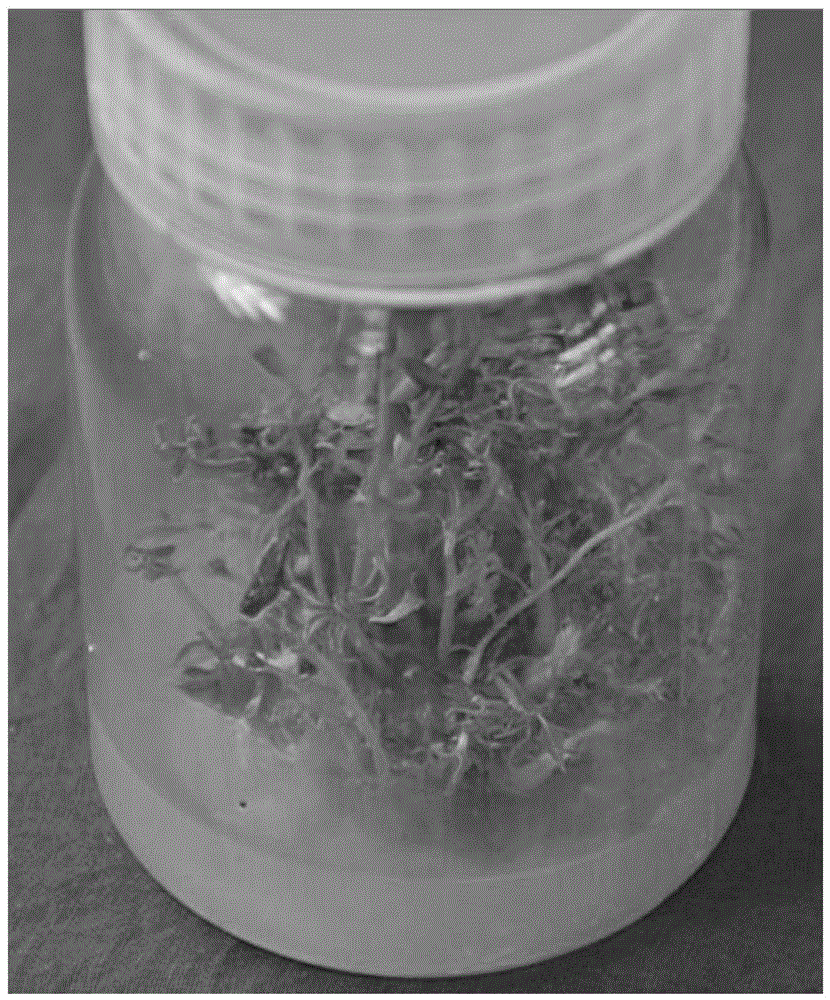 Method for efficiently regenerating Sapium sebiferum leaf disc