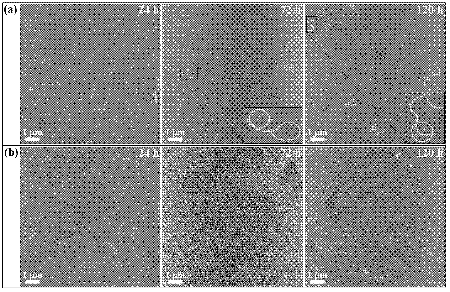 Method for preparing membrane materials through biomolecular self assembly under the condition of cold plasma