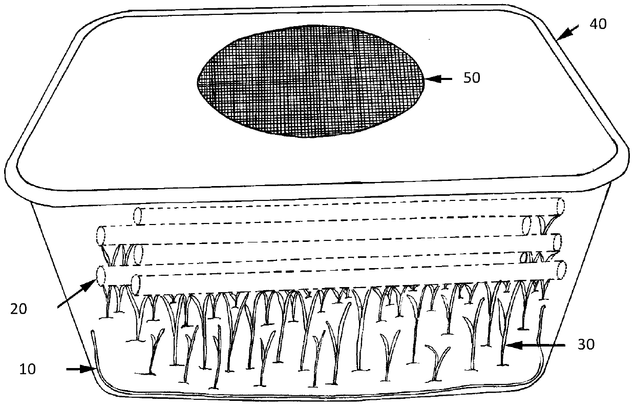 A method of releasing parasitic wasps of Chilo suppressalis larvae