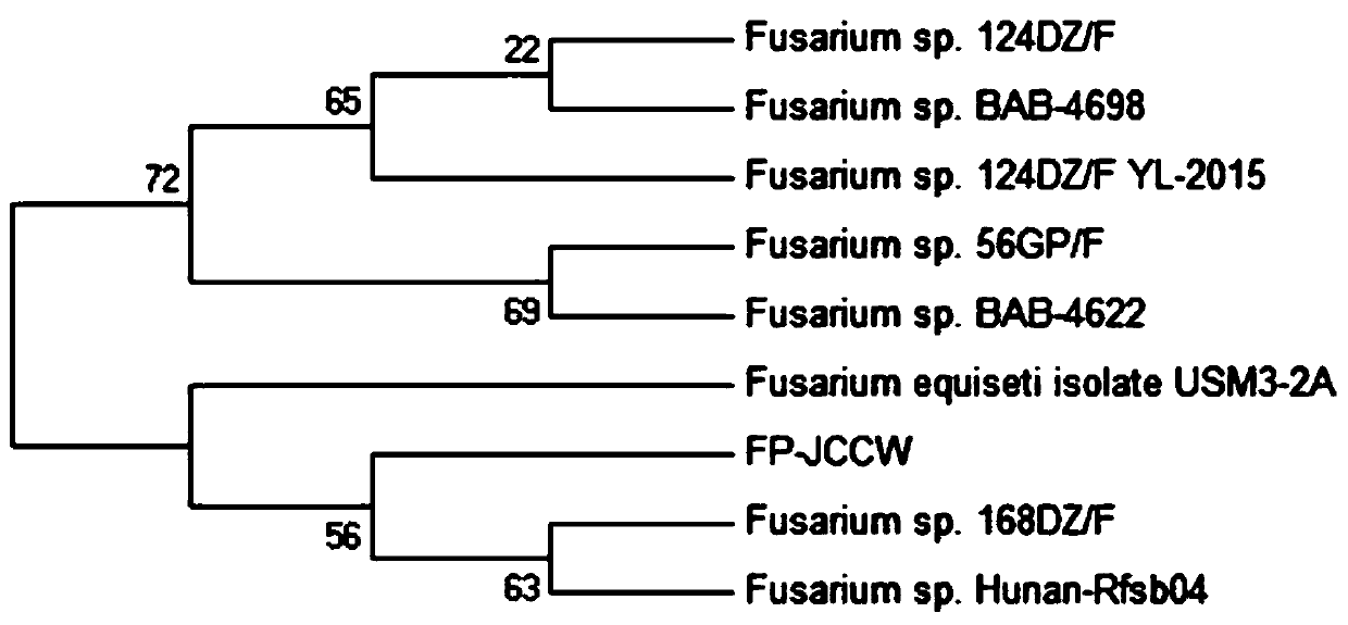 A kind of fusarium strain and application thereof