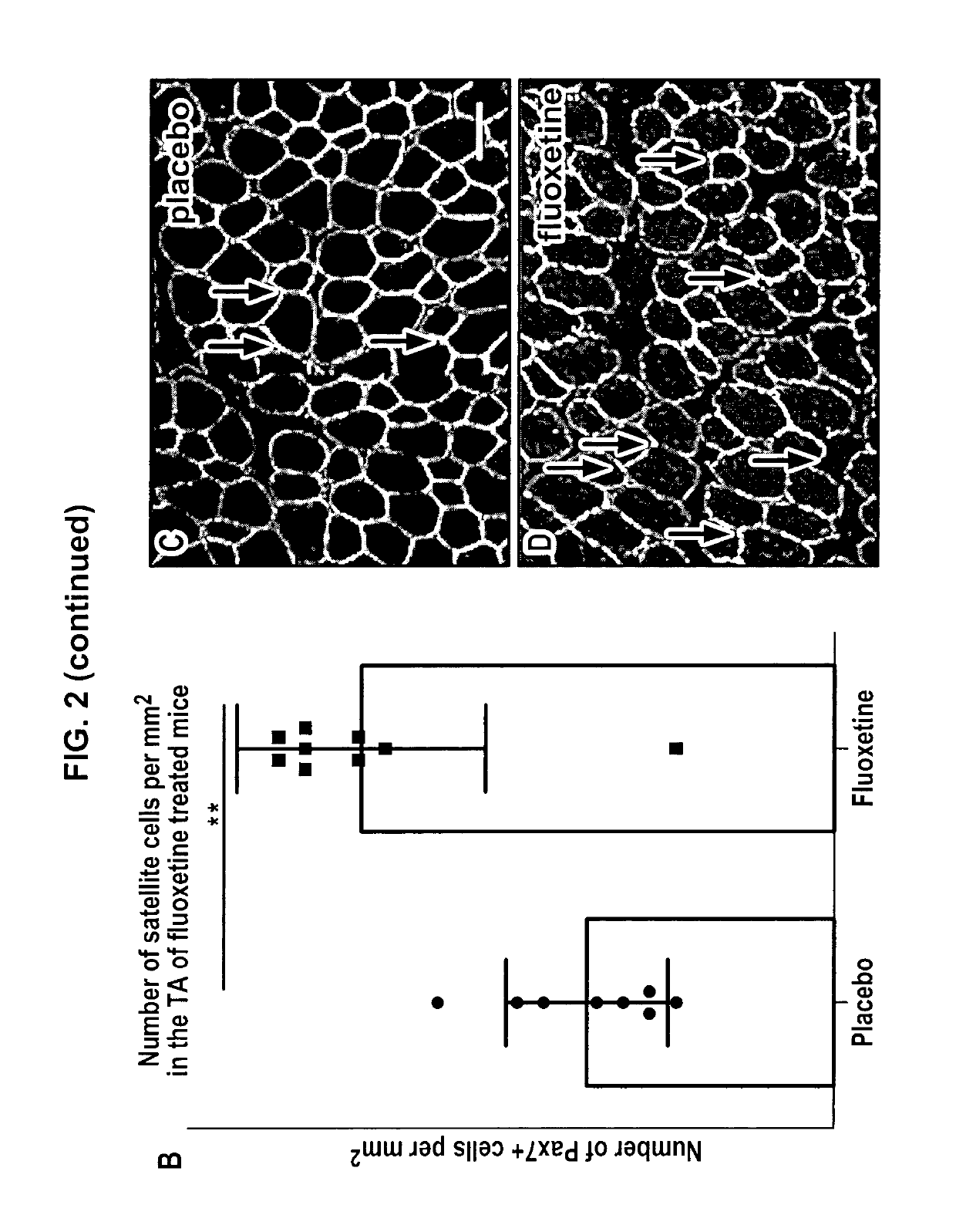 5-hydroxytryptamine 1B receptor-stimulating agent for use as a promoter of satellite cells self-renewal and/or differentiation