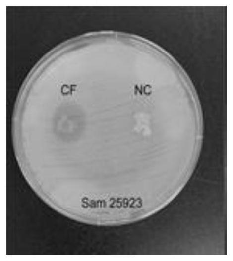 Novel multifunctional wound dressing for treating chronic wounds