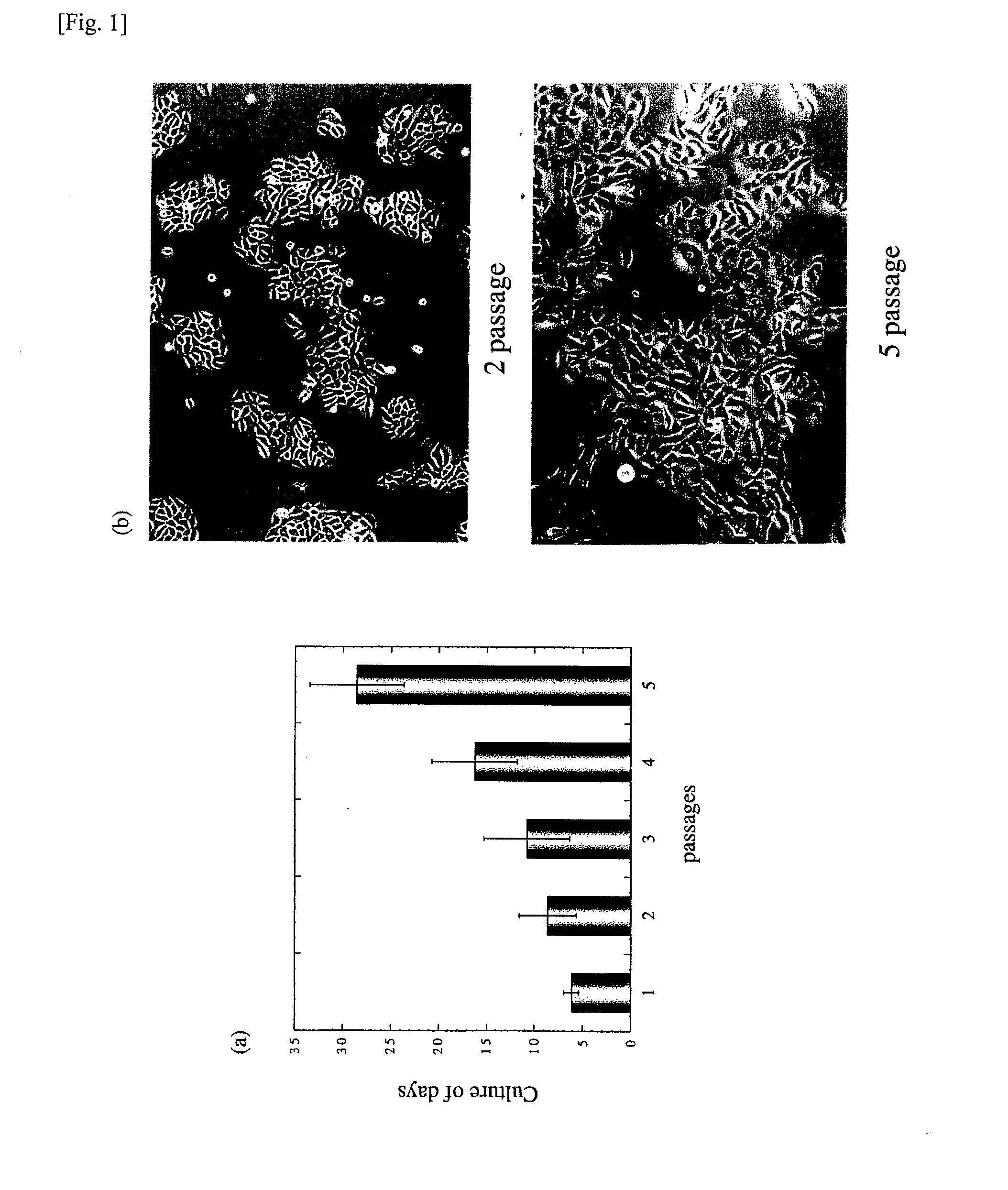 Skin aging marker and technique for use thereof