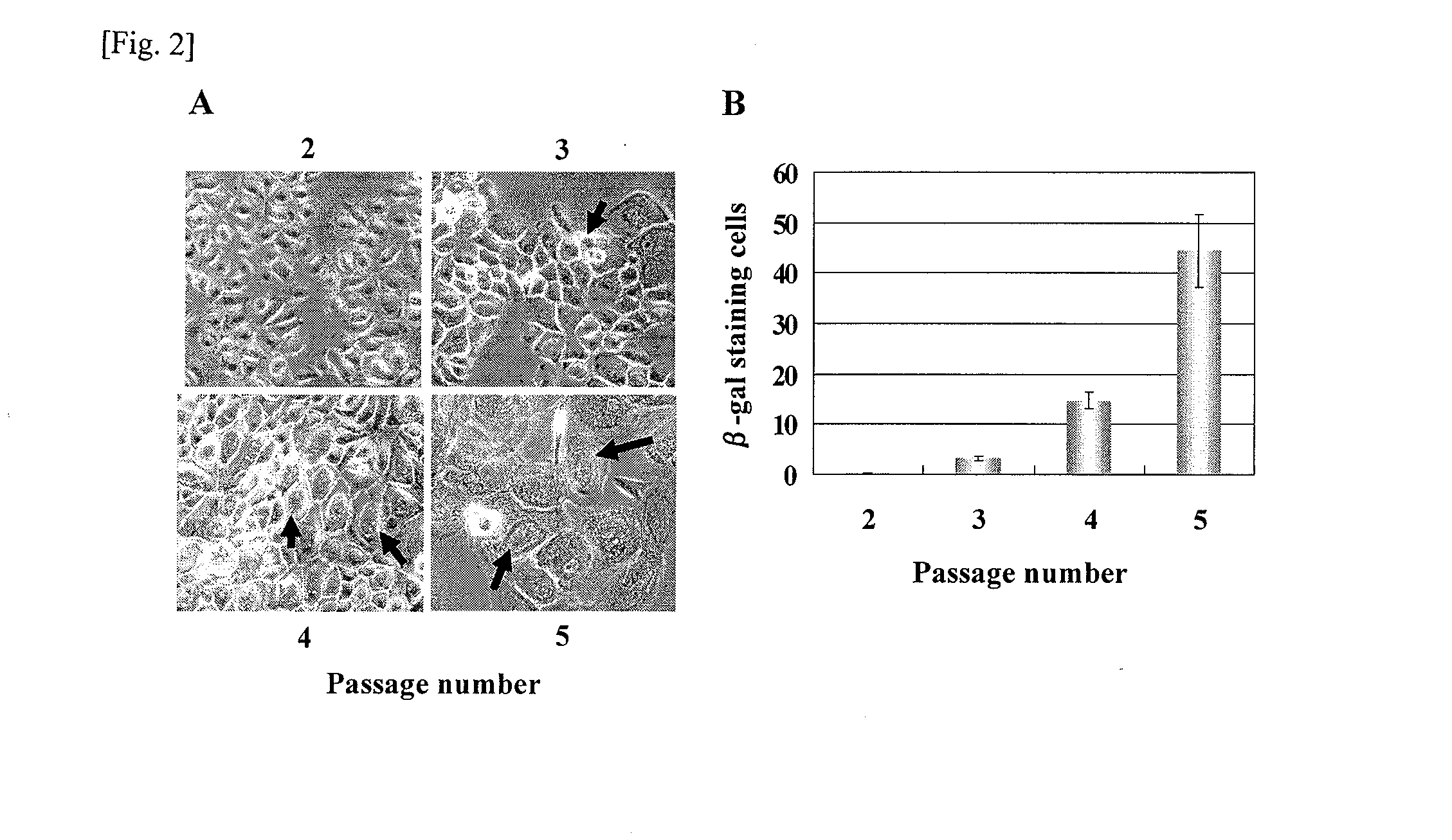 Skin aging marker and technique for use thereof