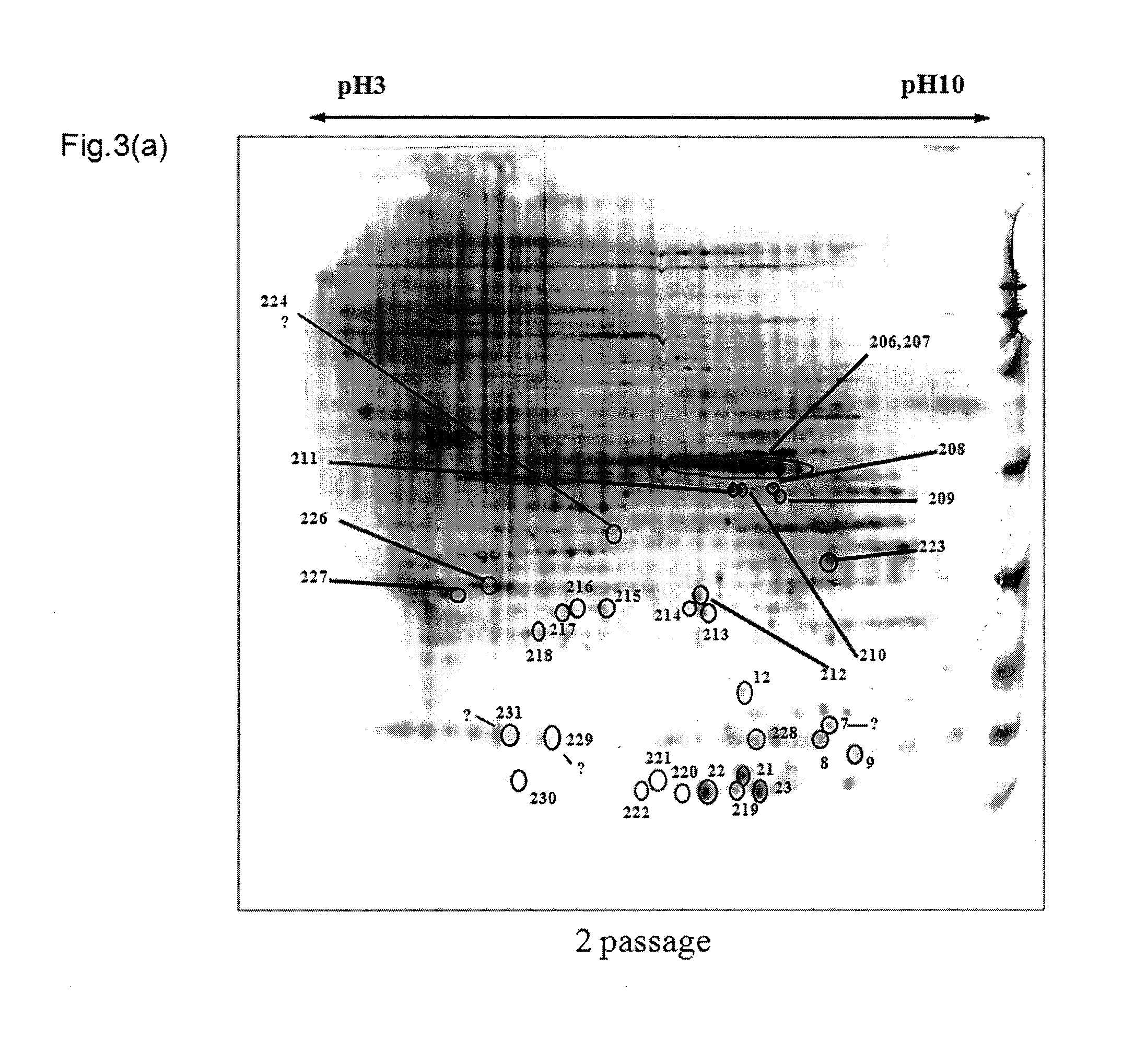 Skin aging marker and technique for use thereof