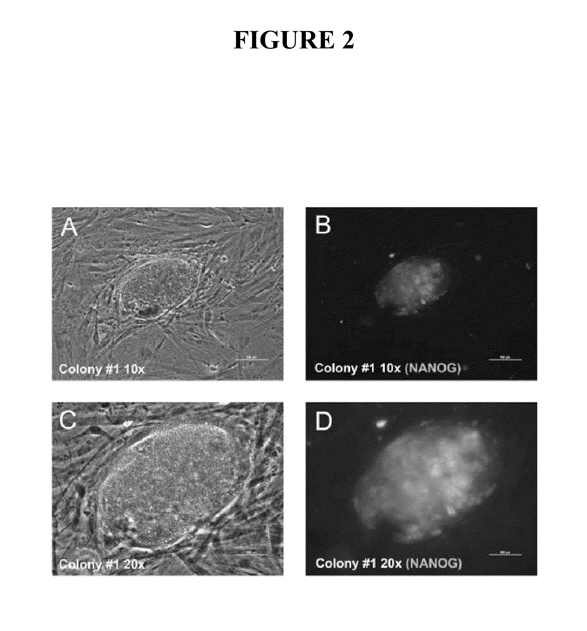 Compositions and methods for reprogramming eukaryotic cells