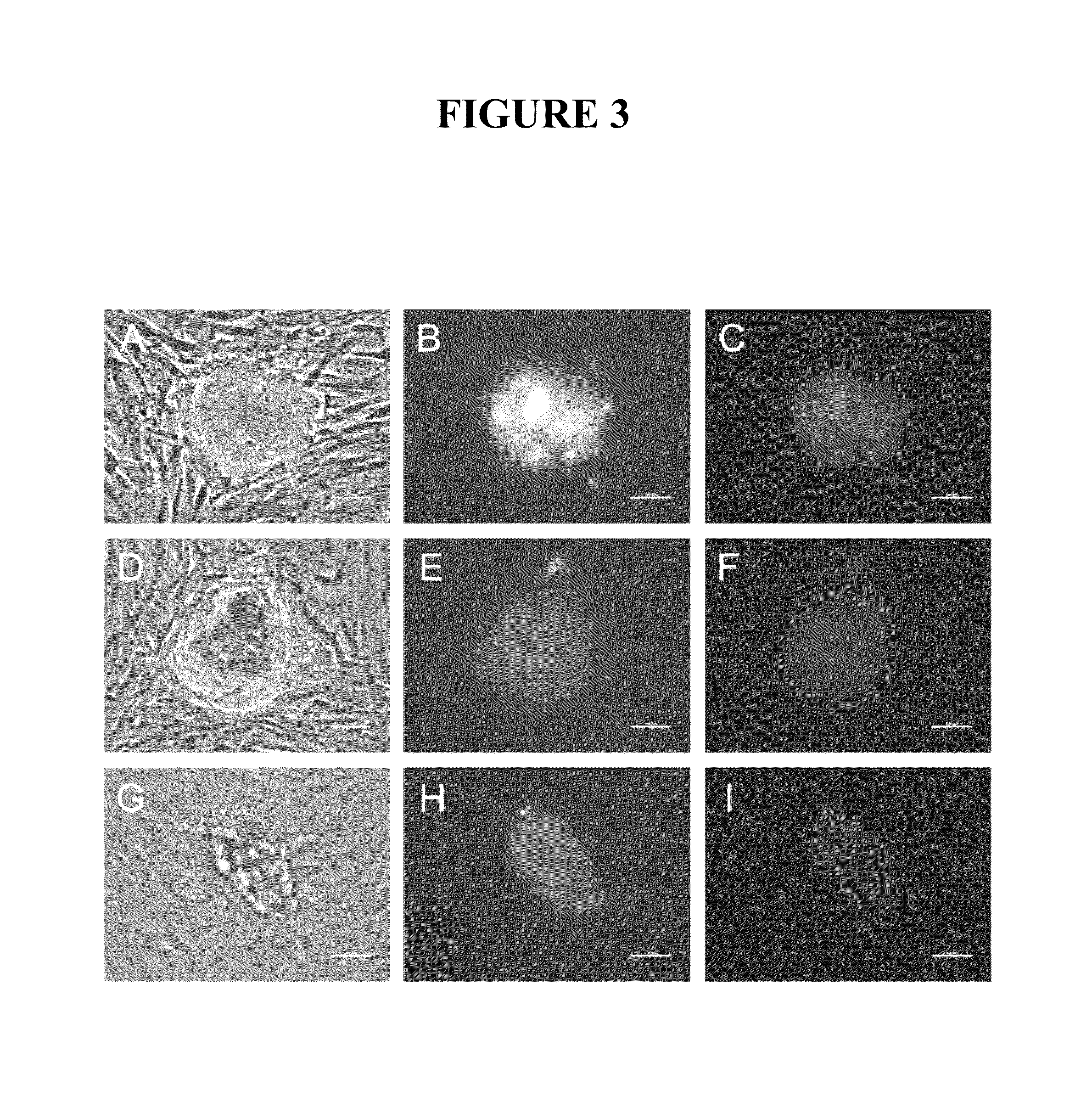 Compositions and methods for reprogramming eukaryotic cells