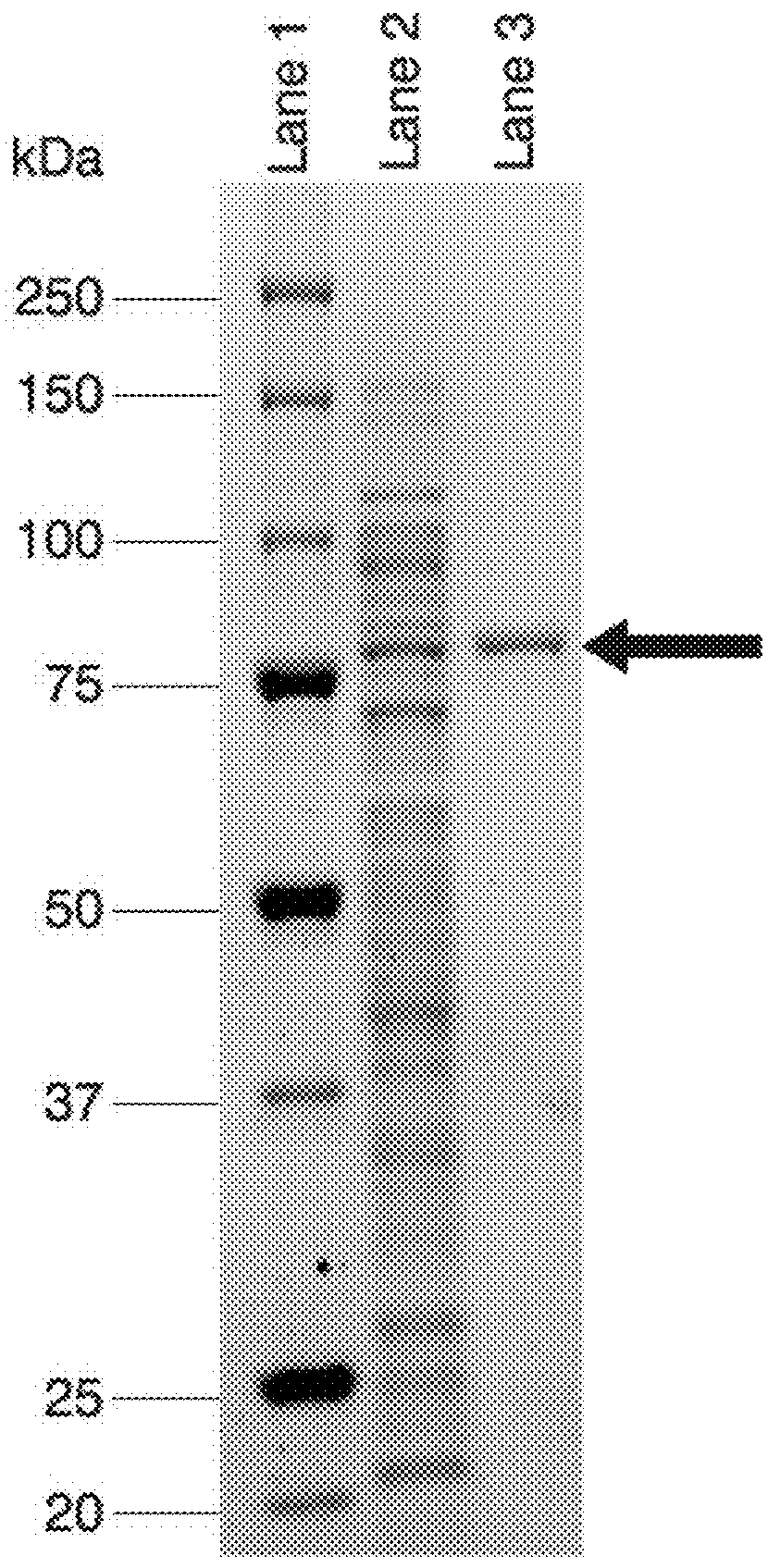Thermostable beta-xylosidase belonging to GH family 3