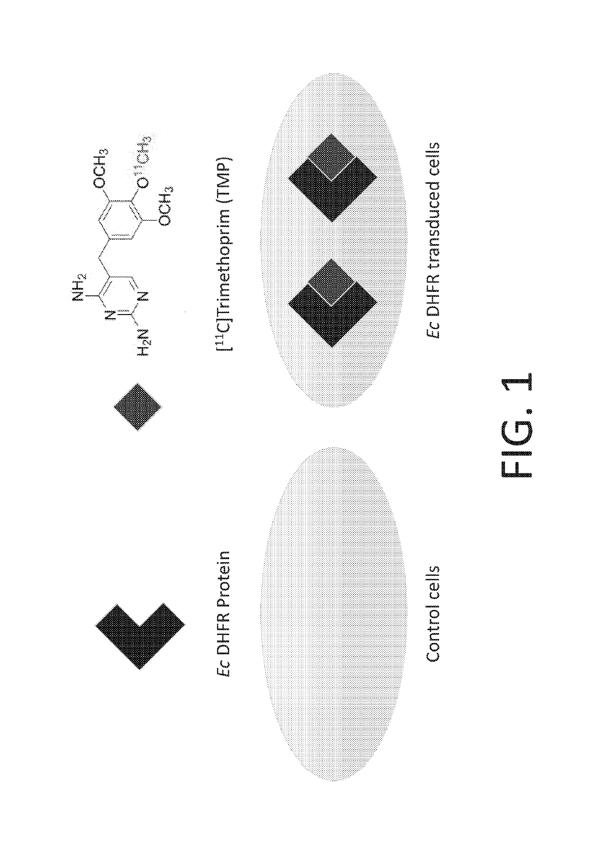 Radiotracer derivatives of trimethoprim for diagnostic imaging