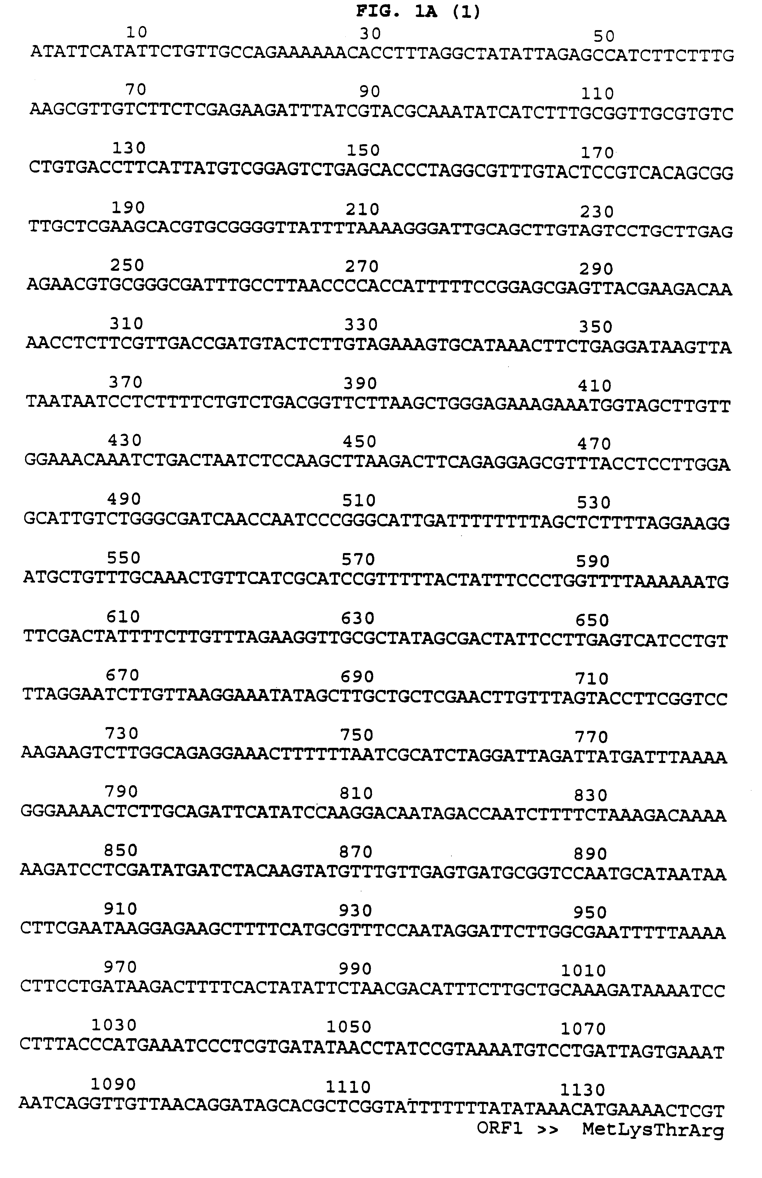 Chlamydia trachomatis serotype D genes