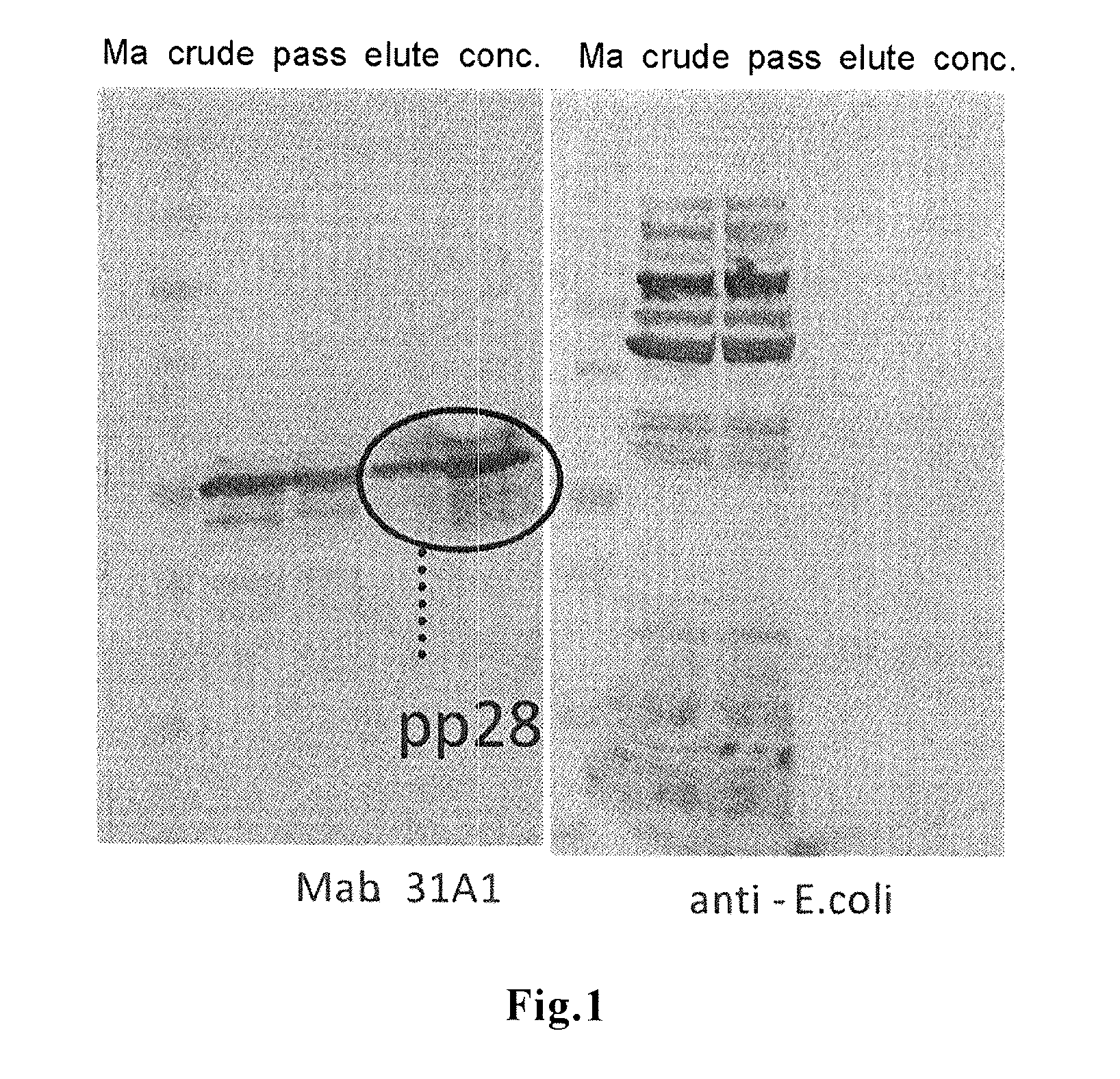 Method for detection of infection with human cytomegalovirus