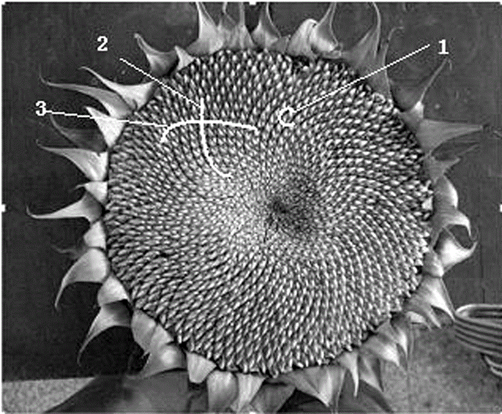 Pin-column type mini-size radiator having end face with phyllotaxy structure