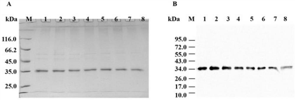 Scylla paramamosain sensitizing protein Scy p 1 derivative and application thereof